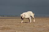 BOULEDOGUE AMERICAIN 179
